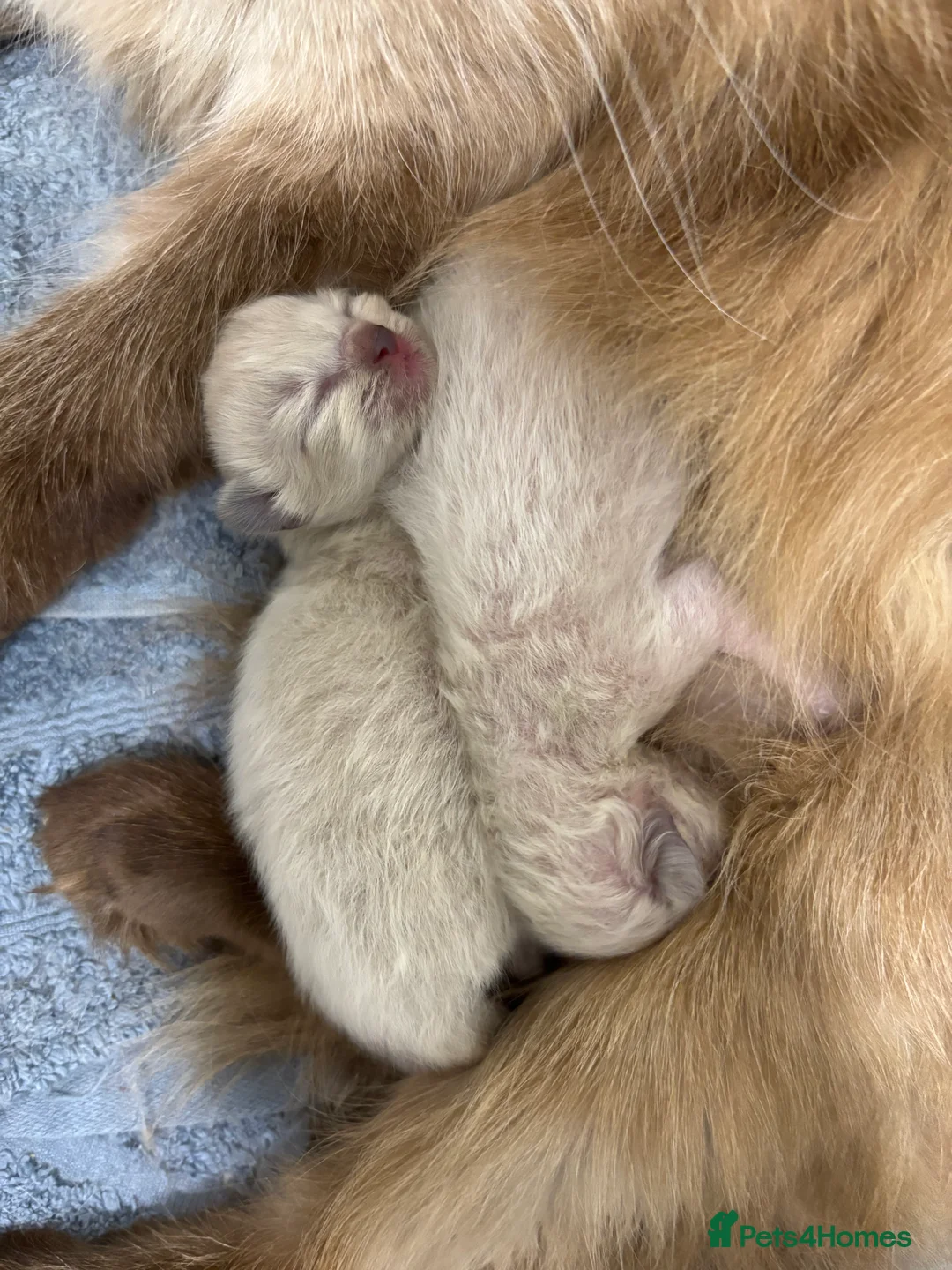 Ragdoll cats for sale: Beautiful Ragdoll Kittens🐱🩵🩷 - Advert 1