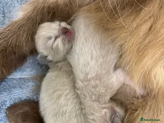 Ragdoll cats Beautiful Ragdoll Kittens🐱🩵🩷 - Advert 4