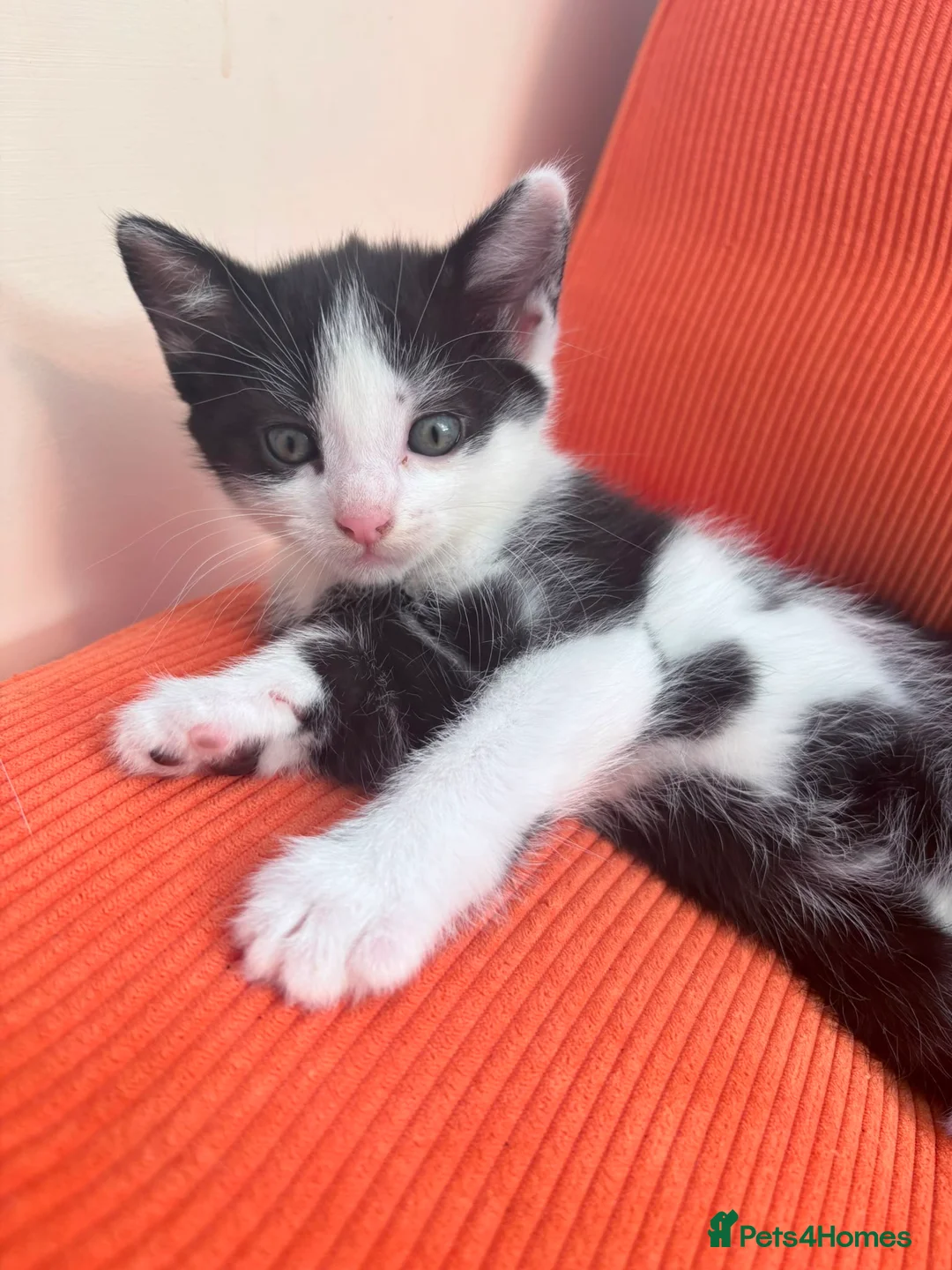 Mixed Breed cats for sale: Kittens  - Advert 2