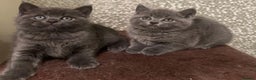 British Longhair cats for sale: Adorable British Shorthair Kittens  - Advert 9