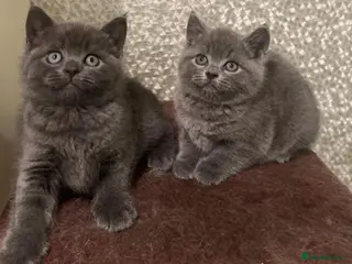 British Shorthair cats Adorable British Shorthair Kittens - Advert 14