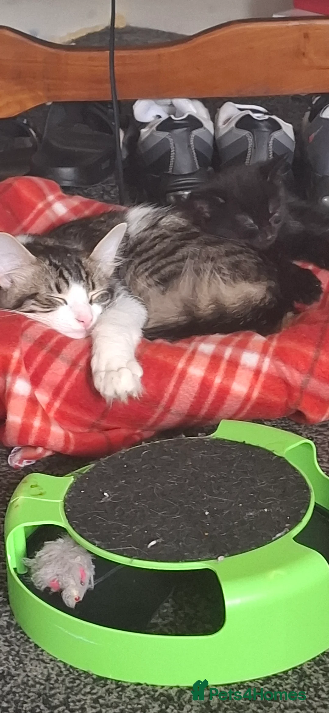 Maine Coon cats for sale: Main coon cross - Advert 5