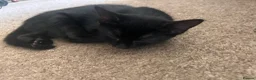 Mixed Breed cats for sale: Black kittens  in Princes Risborough - Advert 3