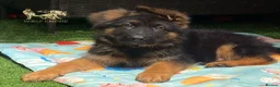 German Shepherd dogs for sale: Beautiful  Gsd Puppies  - Advert 10