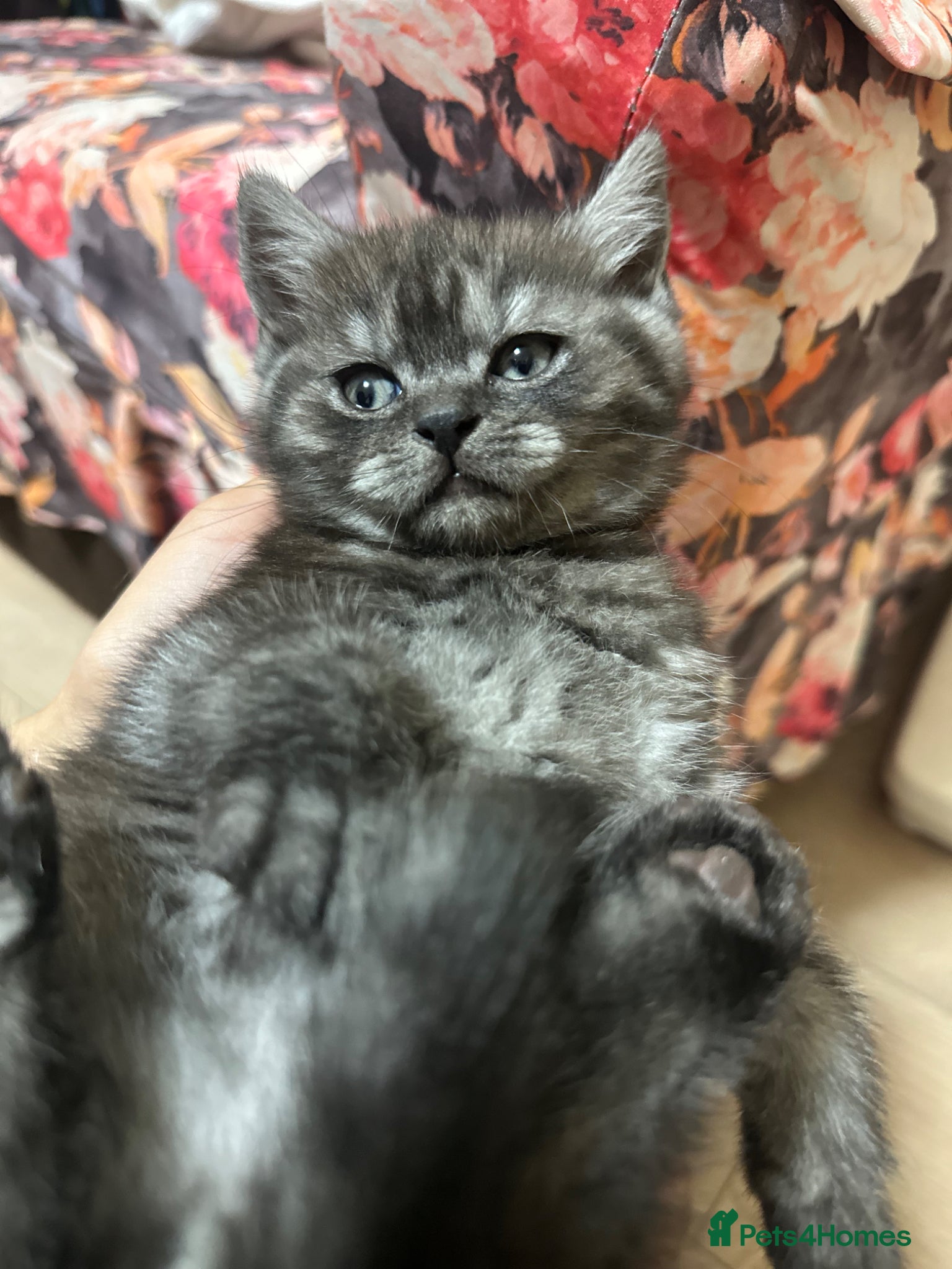 British Shorthair Kitten 1