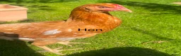 Chickens poultry for sale:  to Good Home  - Advert 2