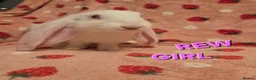 English Lop rabbits for sale: VERY TAME Last 2  Giant pure English Lop Does💗💗 - Advert 3