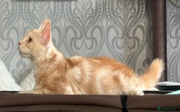 Maine Coon cats for sale: Perfect red cream boy  - Image 3
