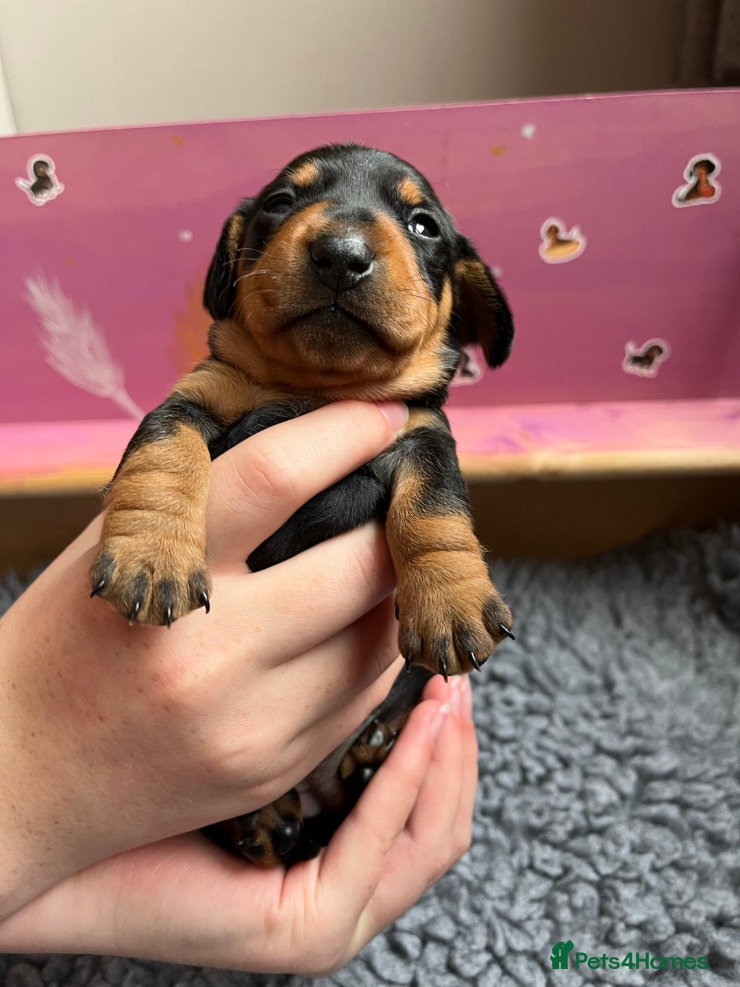 Miniature Dachshund dogs for sale: Kc Miniature dachshund smooth hair puppies  - Image 7