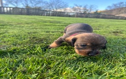 Dachshund dogs for sale: WHD - Wirehaired Dachshund (Teckle) Pups - Image 27