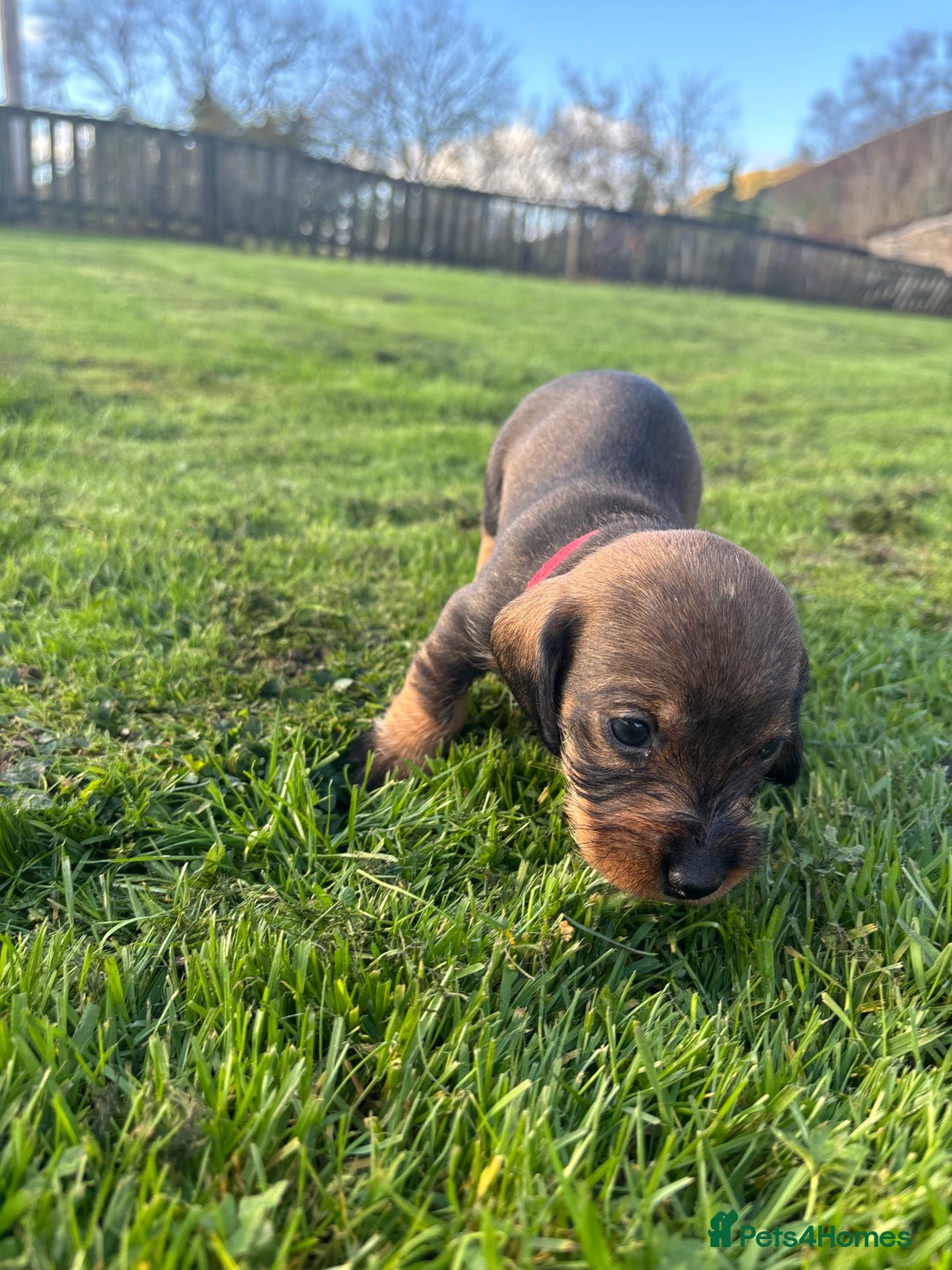 Dachshund dogs for sale: WHD - Wirehaired Dachshund (Teckle) Pups - Image 27