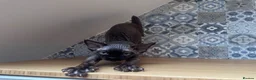 Devon Rex cats for sale: 🤎 Chocolate Devon Rex Boy Umber 🤎 - Advert 11