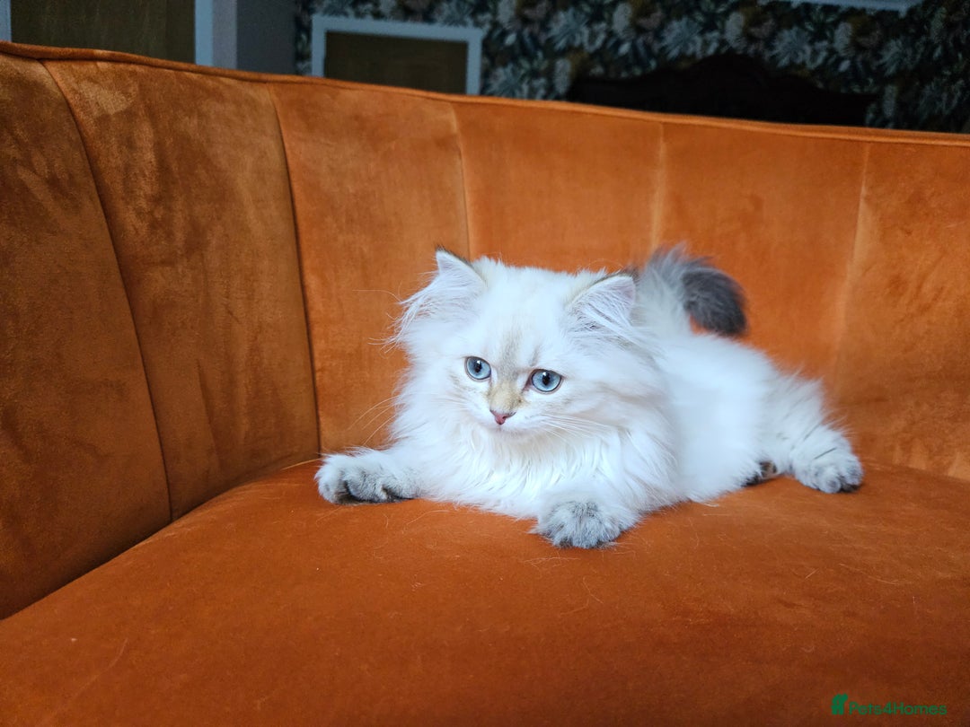Scottish Fold cats for sale: Excellent Scottish straight girl ready to go in Erith - Image 15