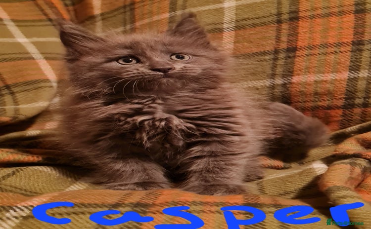 Maine Coon cats - Advert 10