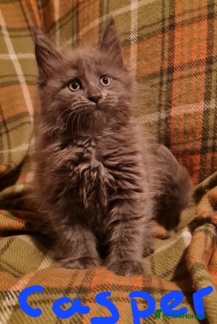 Maine Coon cats - Advert 10