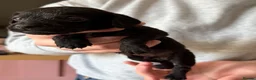 Mixed Breed dogs for sale: Cavapoo x dachshund  in Newark - Advert 33