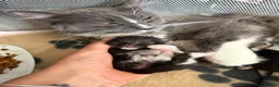 Maine Coon cats for sale: 🐾maine coon kittens - loving pet homes only🐾 - Advert 8