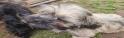 Shih Tzu dogs for sale: Pupies for sold. - Advert 8