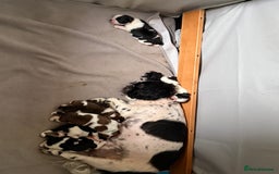 Mixed Breed dogs for sale: 2 Shihtzu cross Pomerania puppies  - Advert 2