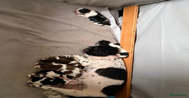 Mixed Breed dogs 2 Shihtzu cross Pomerania puppies  - Advert 7