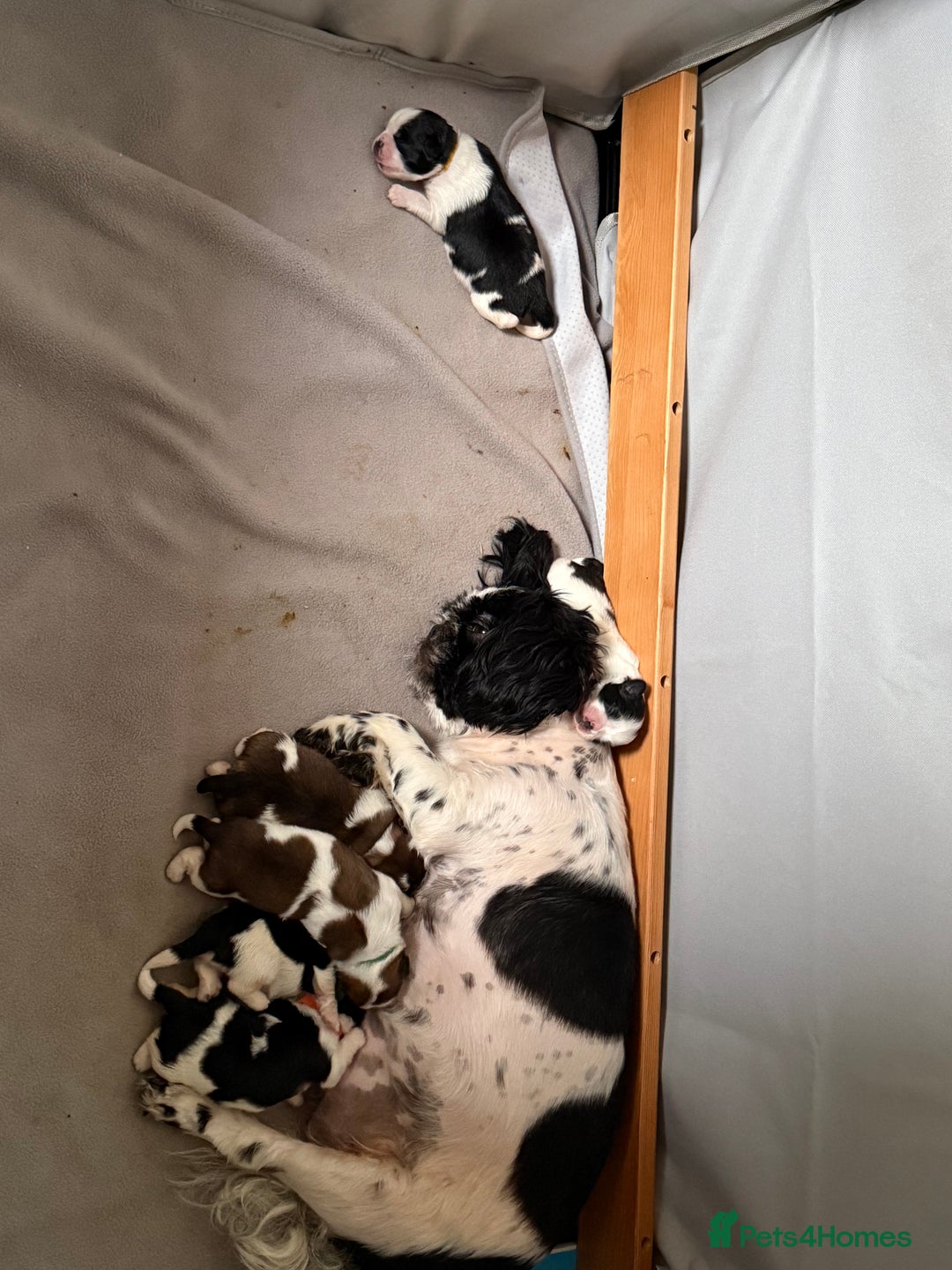 Mixed Breed dogs for sale: 2 Shihtzu cross Pomerania puppies  - Advert 2