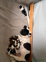 Mixed Breed dogs 2 Shihtzu cross Pomerania puppies - Advert 6