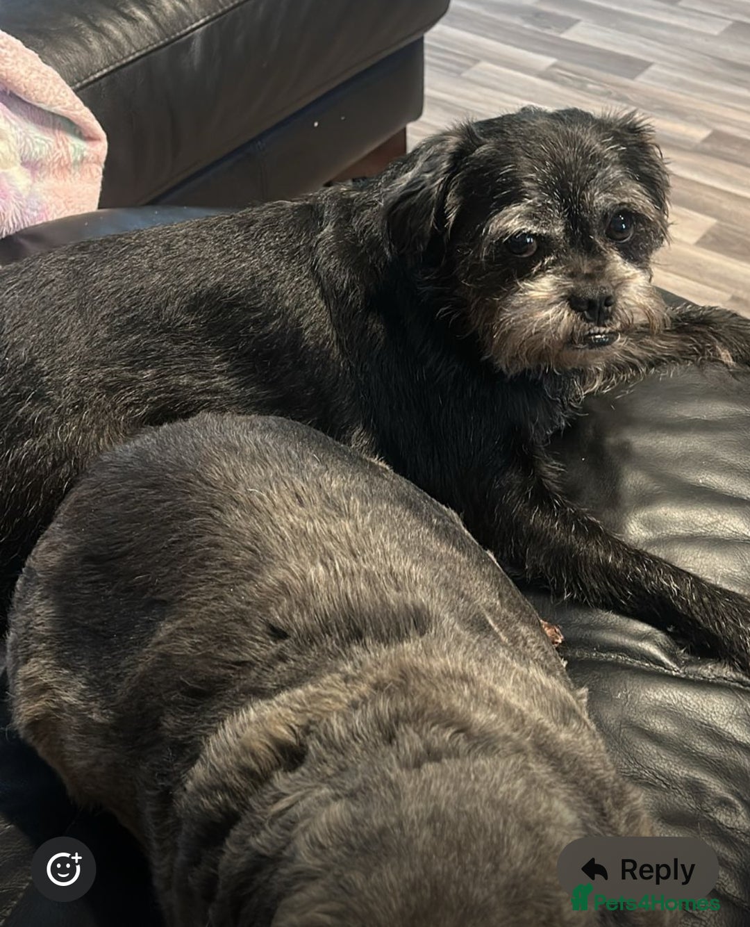 Mixed Breed dogs for sale: Puppies  - Advert 2