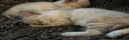 Ragdoll cats for sale: Beautiful 3 Ragdolls full of furry fun ❤️❤️❤️ - Advert 9