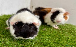 Guinea Pig rodents for sale: Super calm and friendly female guinea pigs  - Image 1