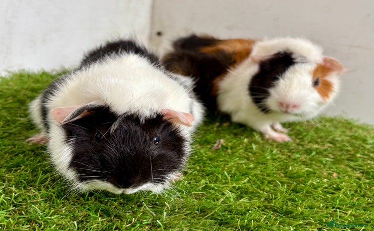 Guinea Pig rodents - Advert 2