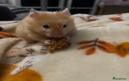 Hamster rodents for sale: Gorgeous male Syrian hamster  - Image 8