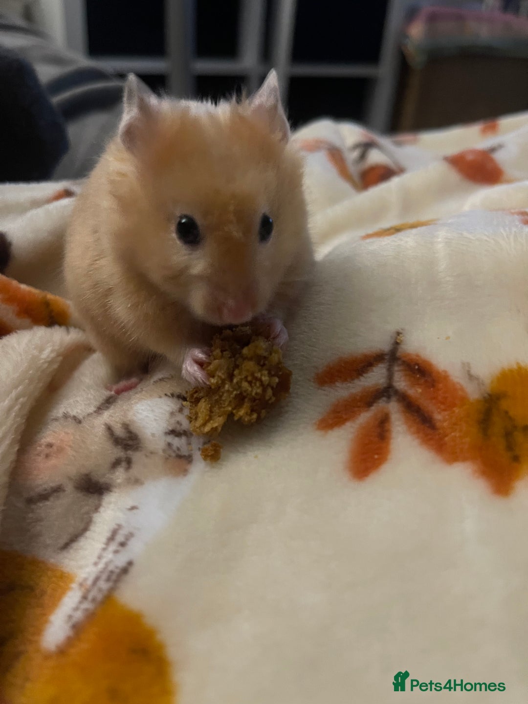 Hamster rodents for sale: Gorgeous male Syrian hamster  - Image 8