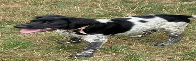 Brittany Spaniel 5