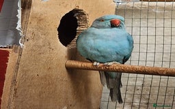 Ringnecks birds for sale: Adult Ringnecks - Image 5