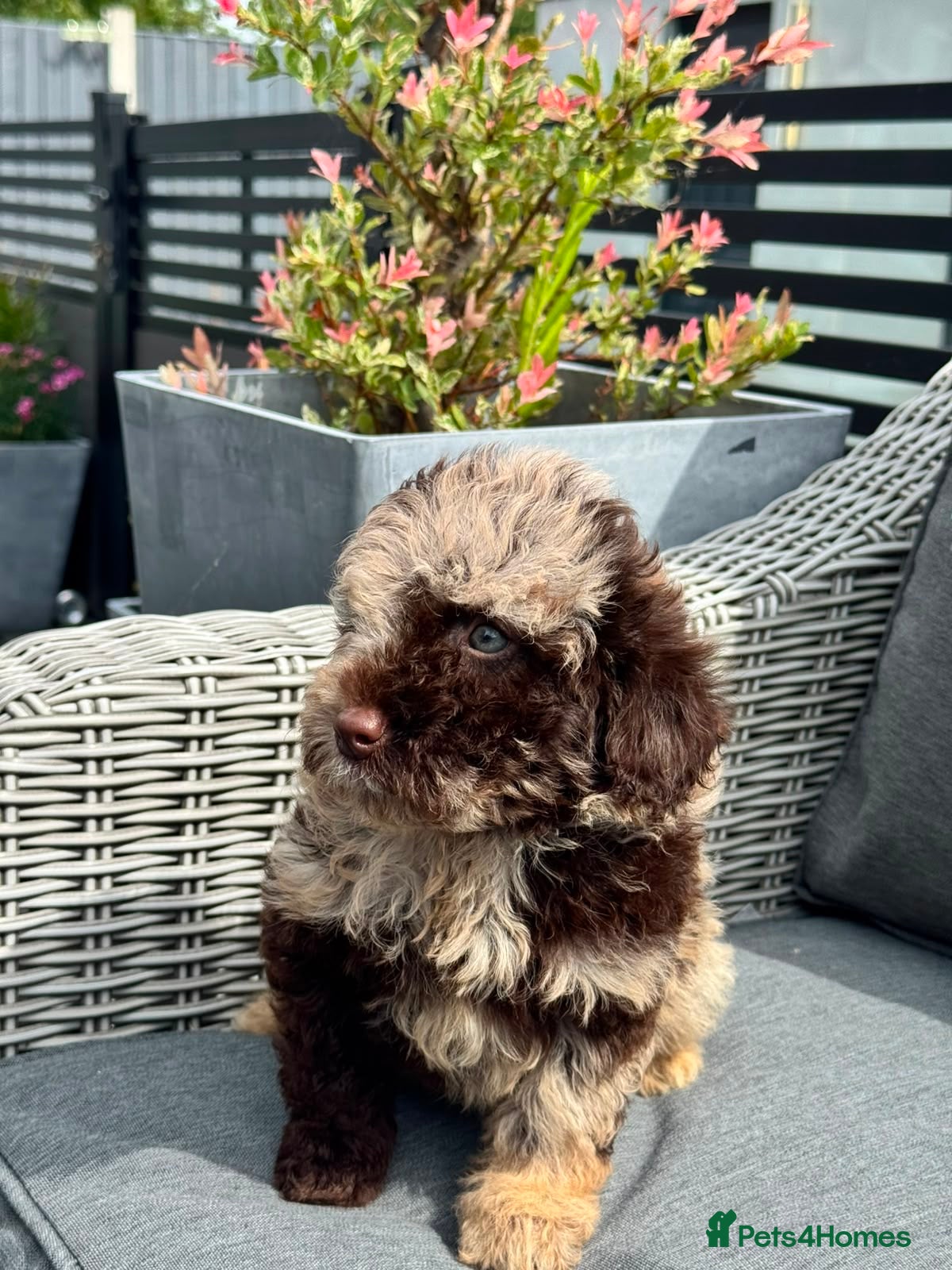 Cockapoo dogs Beautiful chocolate box cockapoo litter  - Advert 11