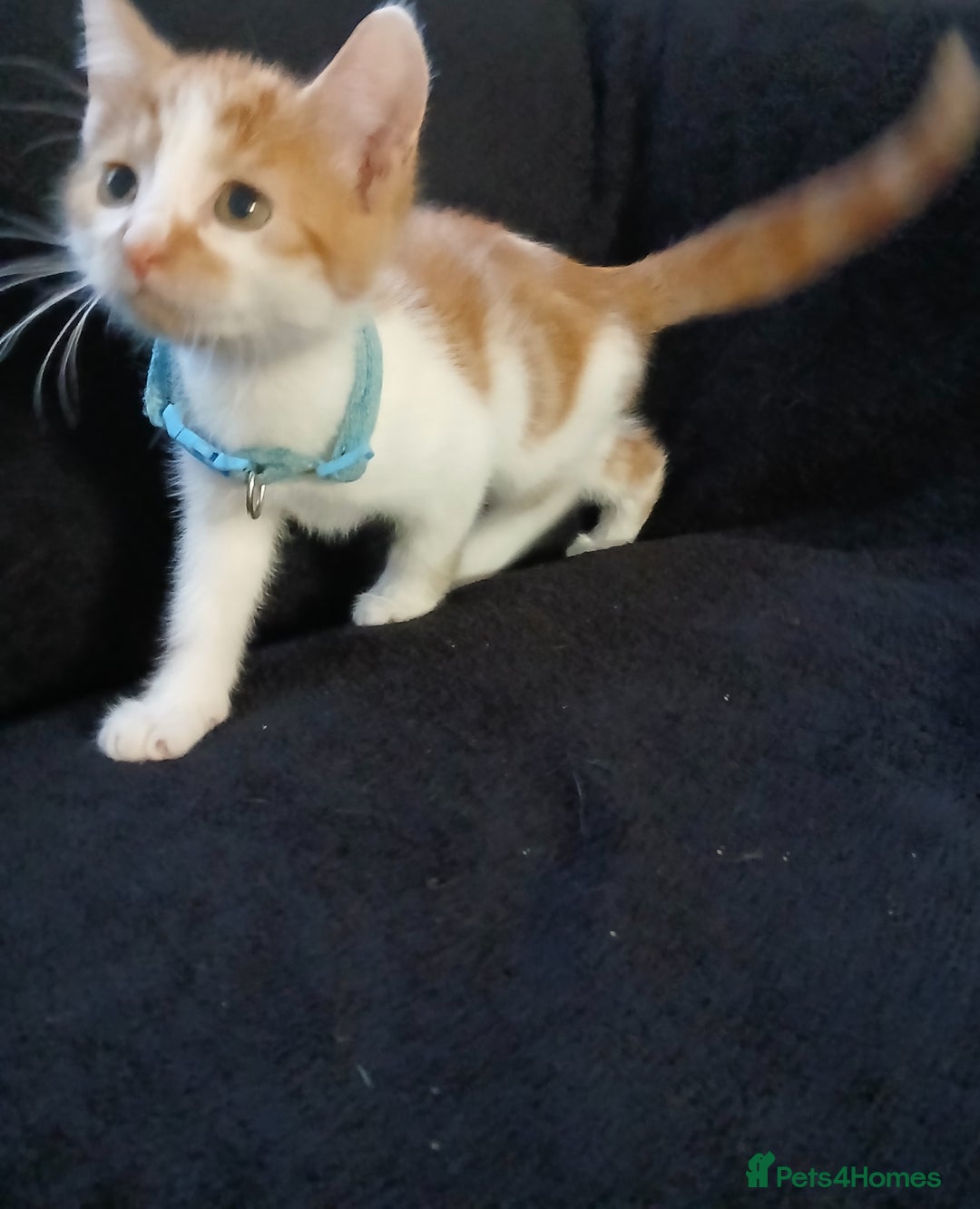 Mixed Breed cats for sale: Gorgeous mixed kittens - Advert 5