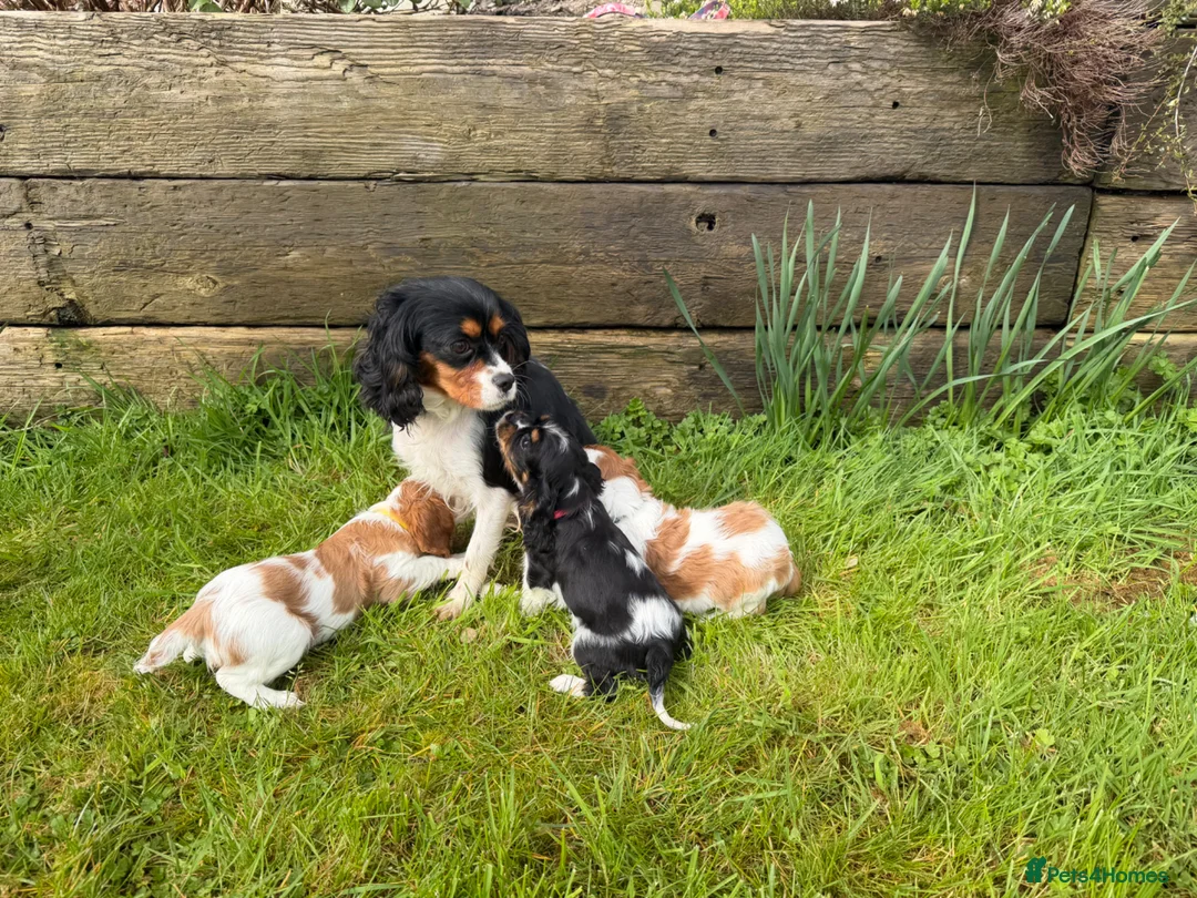 Cavalier King Charles Spaniel dogs for sale: Health Tested Cavalier King Charles Spaniels - Advert 10