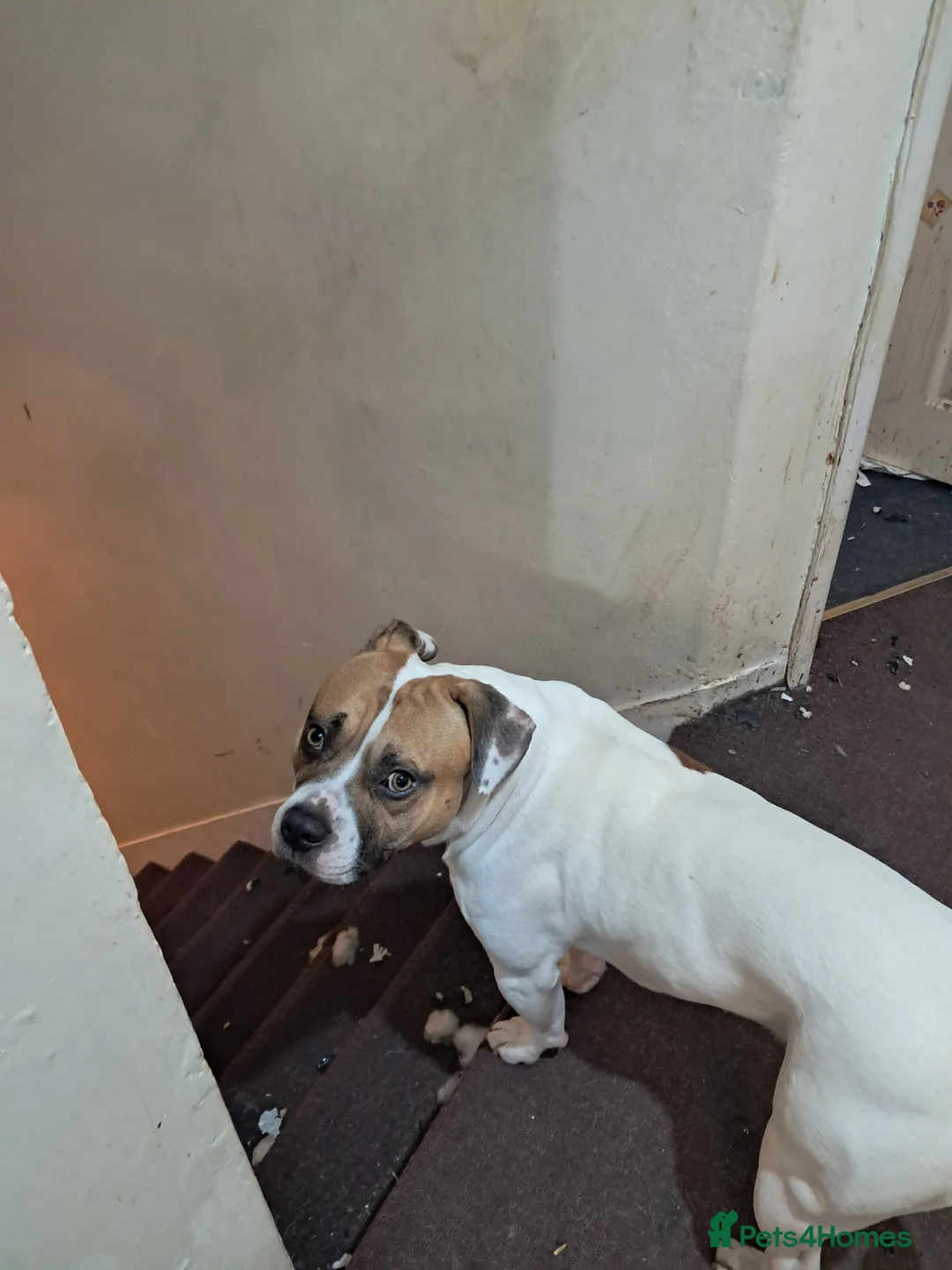 Mixed Breed dogs for sale: French bulldog mix - Advert 1