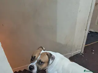 Mixed Breed dogs French bulldog mix - Advert 1