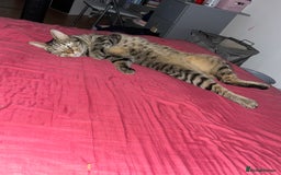Mixed Breed cats for sale: Male tabby cat - Image 2