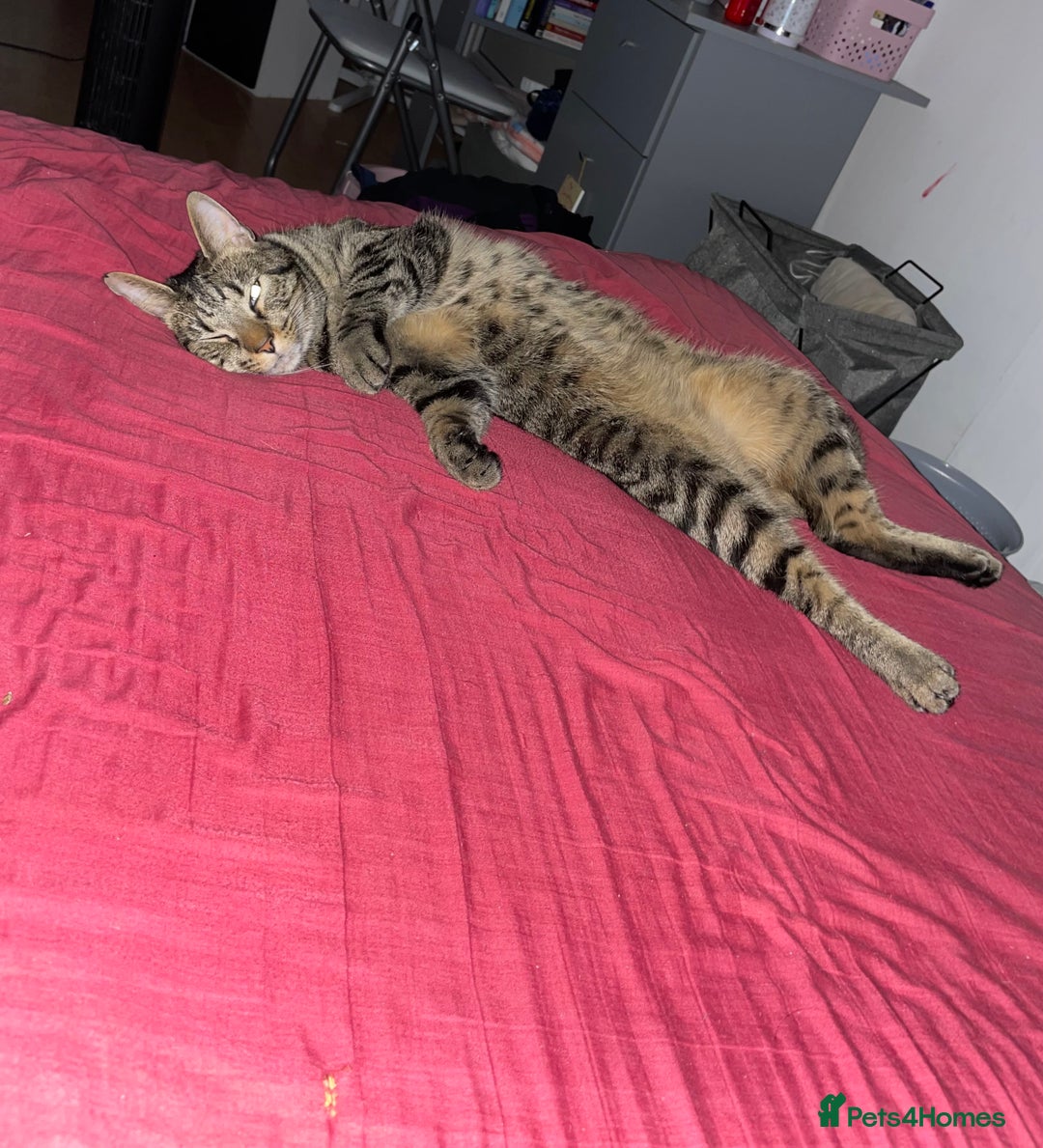 Mixed Breed cats for sale: Male tabby cat - Image 2