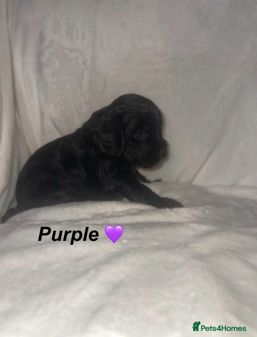Cockapoo dogs for sale: Cockapoo Puppies Looking For Their Forever Homes💕 - Advert 7