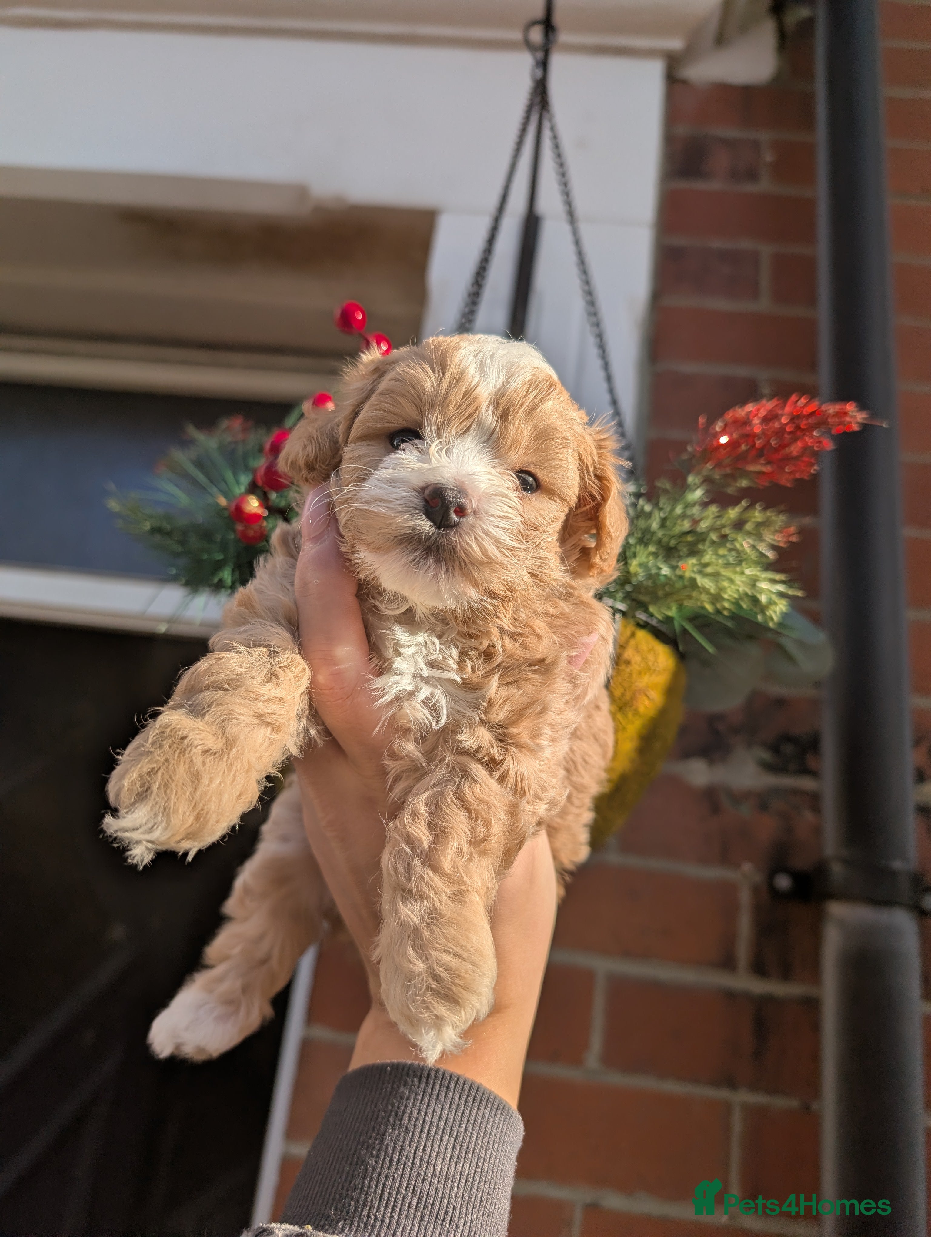 Maltipoo dogs 💫TOP QUALITY LUXURY F1 MALTIPOO LAST BOY❗🩵 - Advert 3