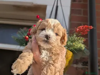 Maltipoo dogs 💫TOP QUALITY LUXURY F1 MALTIPOO LAST BOY❗🩵 - Advert 2