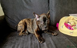 French Bulldog dogs for sale: (Reduced price)Adorable French bulldog Puppy in Bicester - Image 9