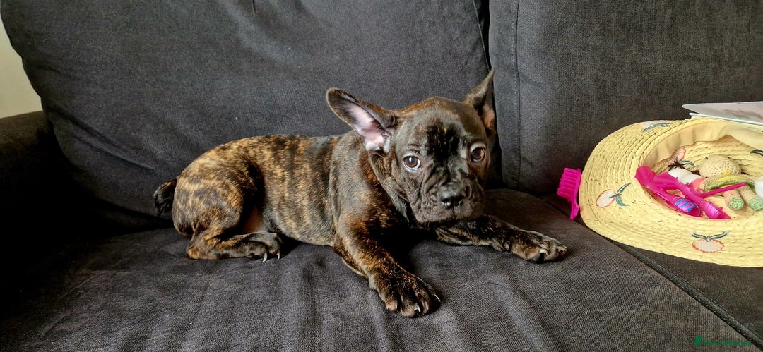 French Bulldog dogs for sale: (Reduced price)Adorable French bulldog Puppy in Bicester - Image 9