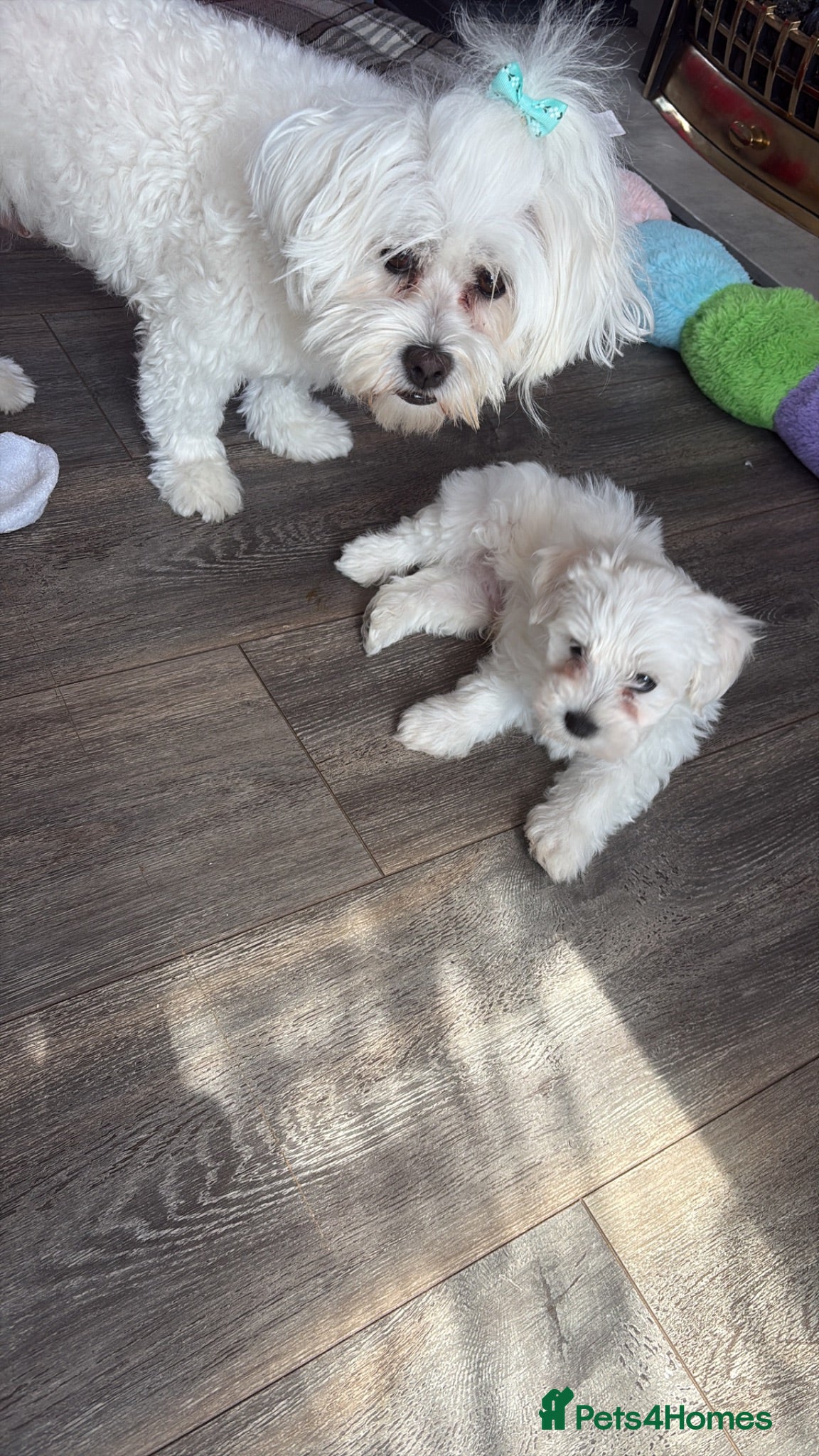 Maltese dogs Maltese puppies - Advert 6