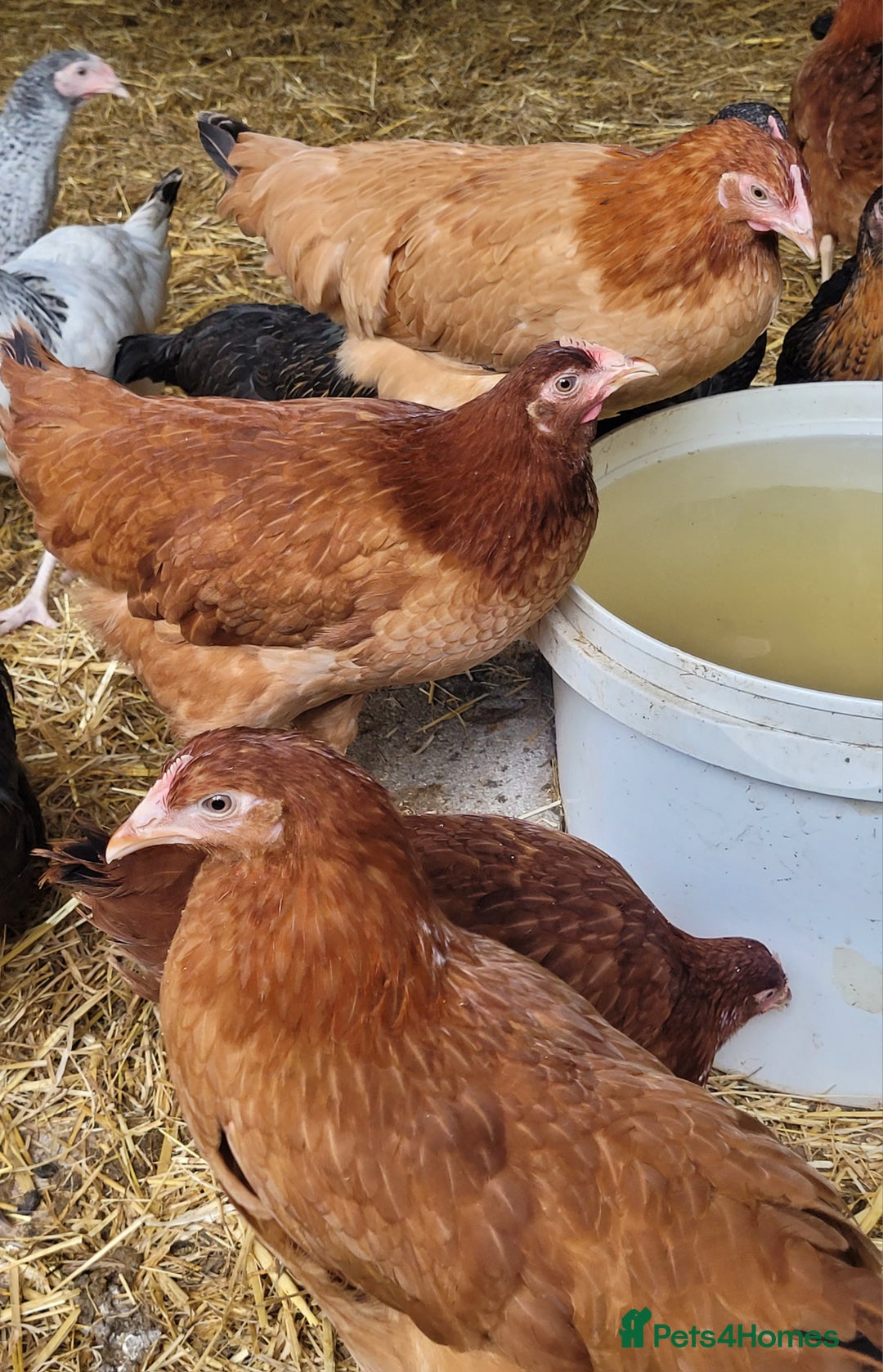 Chickens poultry for sale: Our last Hybrid POL hens of 2025 - Image 9
