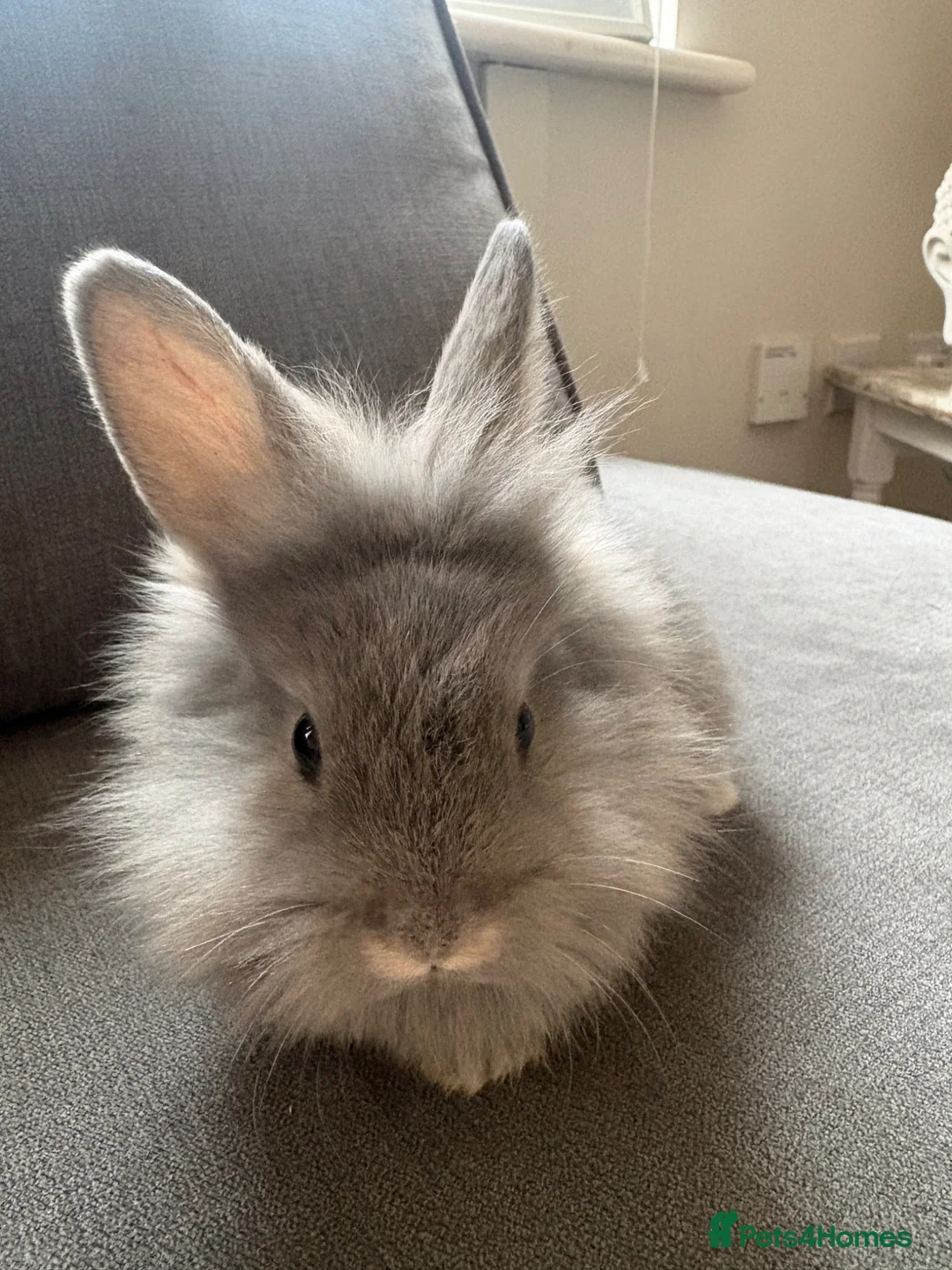Mixed Breed rabbits for sale: Rex cross lions head rabbits  - Advert 1