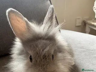 Mixed Breed rabbits Rex cross lions head rabbits - Advert 2